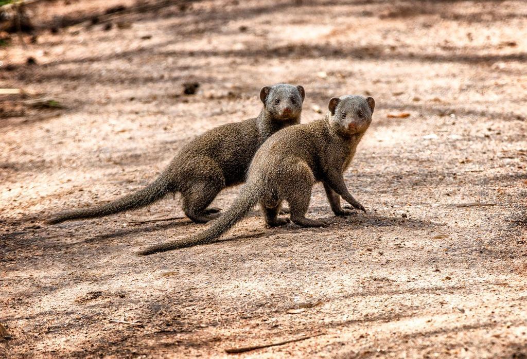 Honeyguide Tented Safari Camp - Khoka Moya Резерват Манйелети Екстериор снимка