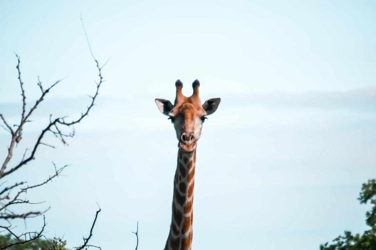 Honeyguide Tented Safari Camp - Khoka Moya Резерват Манйелети Екстериор снимка