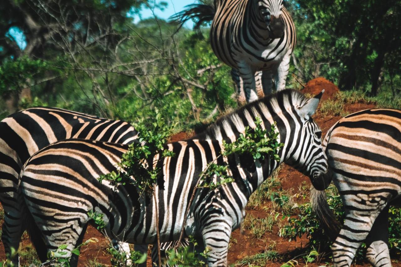 Honeyguide Tented Safari Camp - Khoka Moya Резерват Манйелети Екстериор снимка