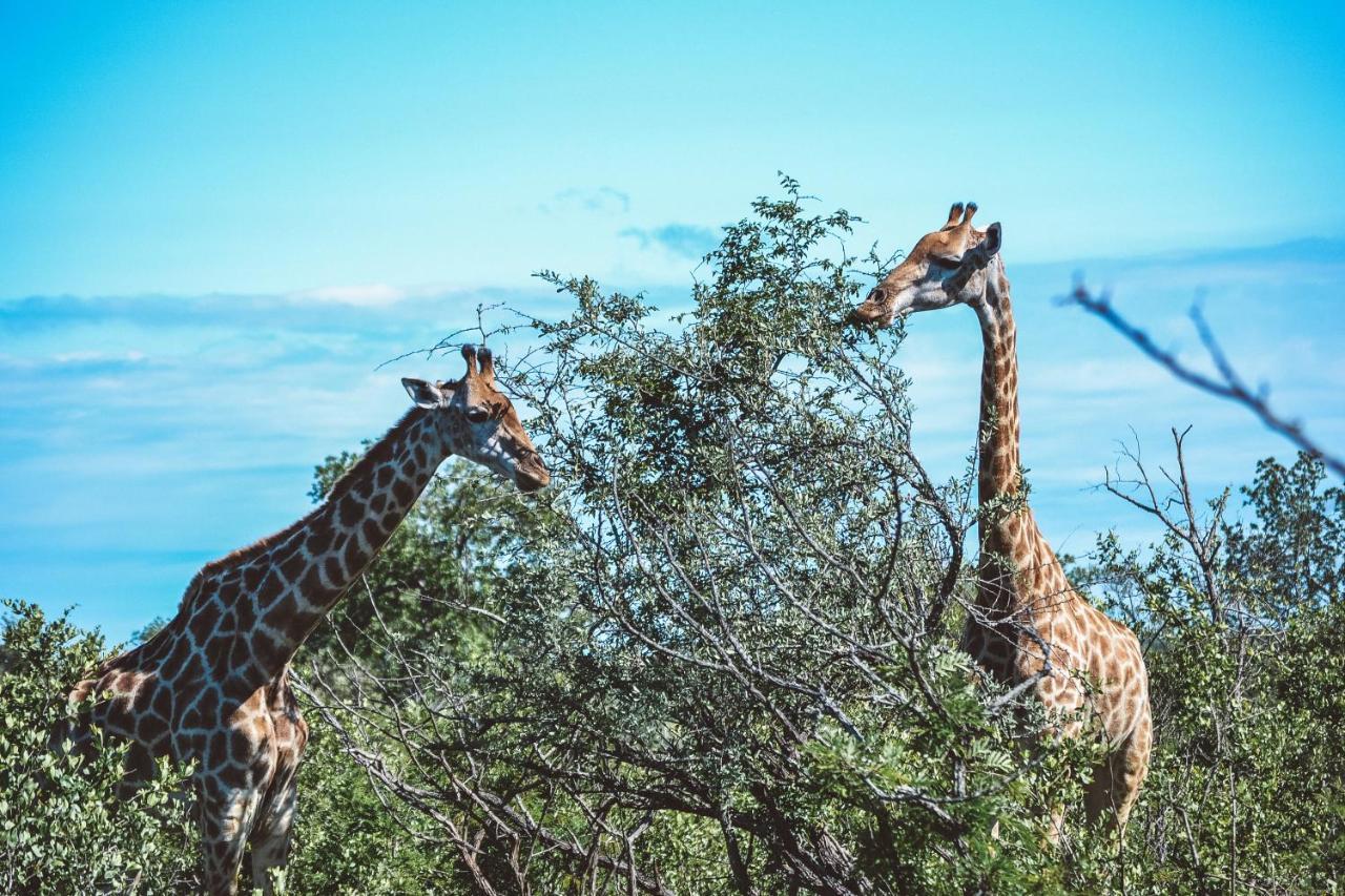Honeyguide Tented Safari Camp - Khoka Moya Резерват Манйелети Екстериор снимка