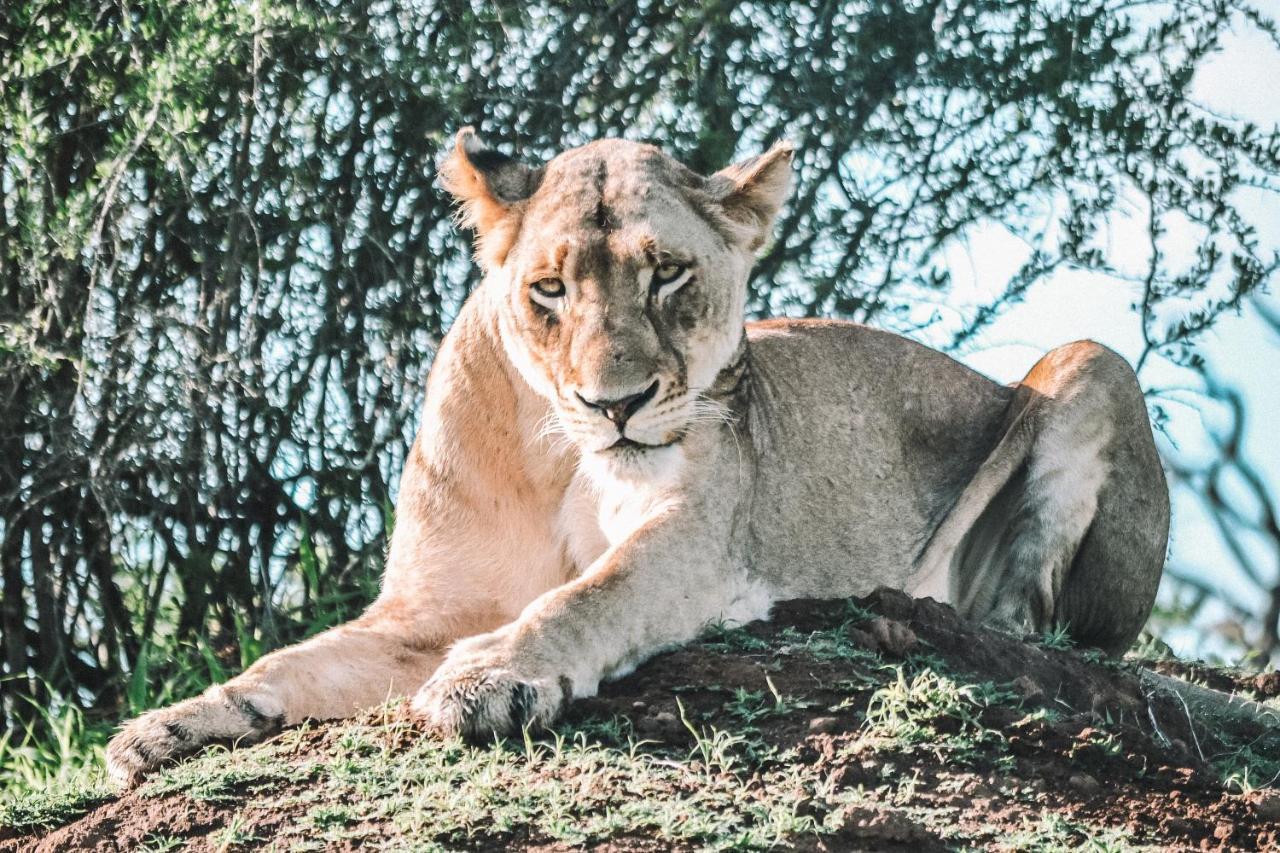Honeyguide Tented Safari Camp - Khoka Moya Резерват Манйелети Екстериор снимка